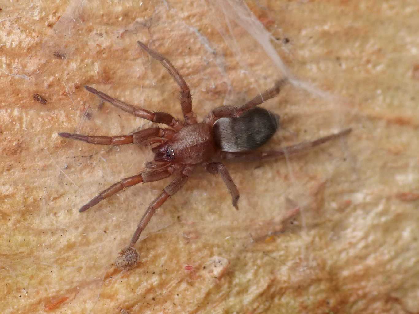 Giovane Scotophaeus cf. scutulatus - Ostia (RM)